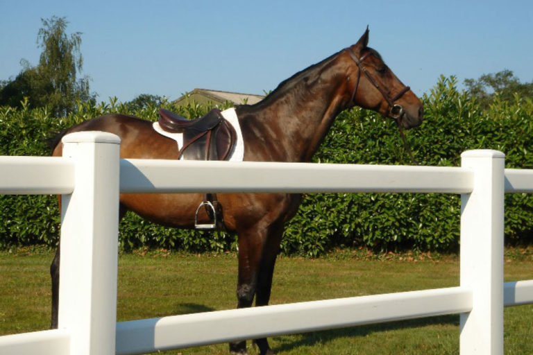 Duralock-fence-English-horse-saddled-1000
