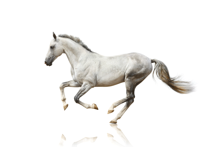 Effect of Adding Soybean Oil to a Horse’s Ration promo image