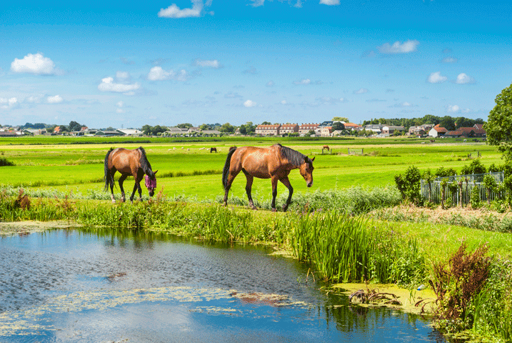 ELCR Releases Best Management Practices Guide for Horsekeeping promo image