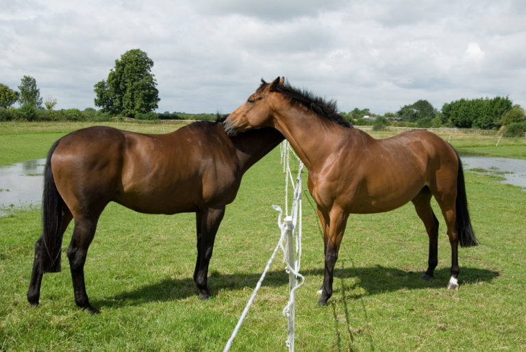 electric-fence-horses-grooming-over-it-iStock-ProjectB-91390978-1000