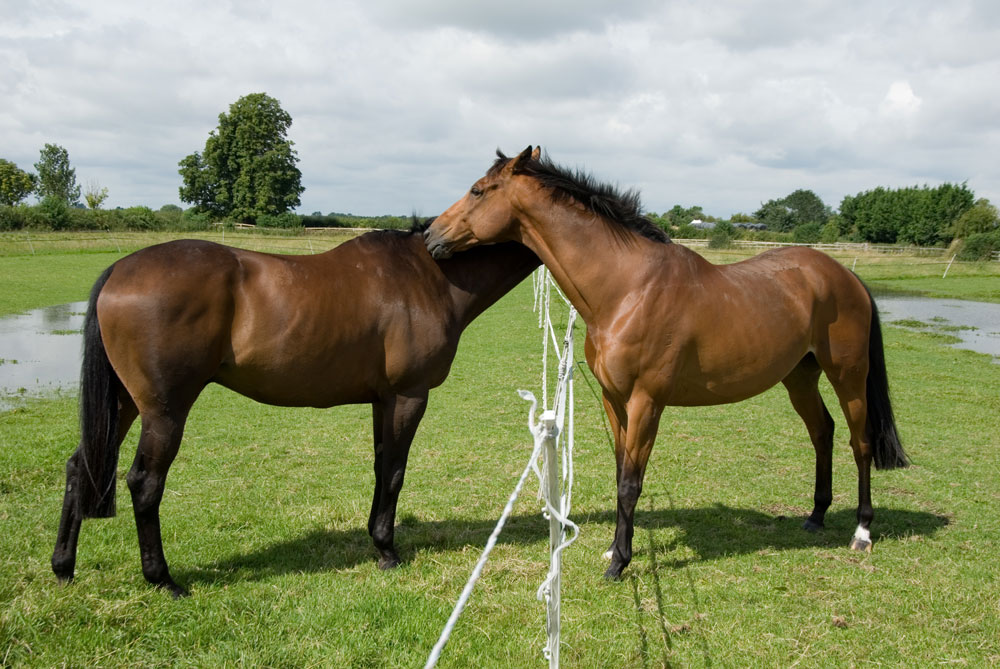 The Ins and Outs of Temporary Horse Fencing – The Horse