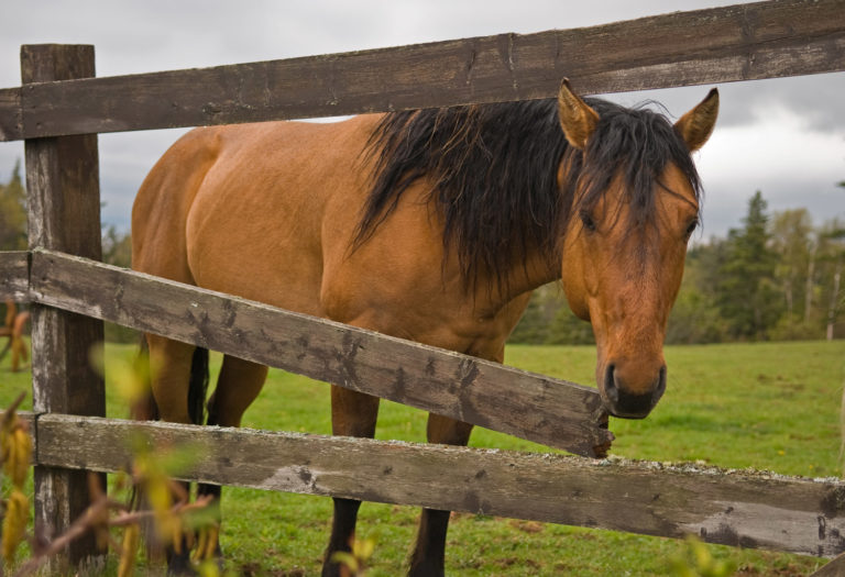 Emergency Fence Repairs for your Horse Farm promo image