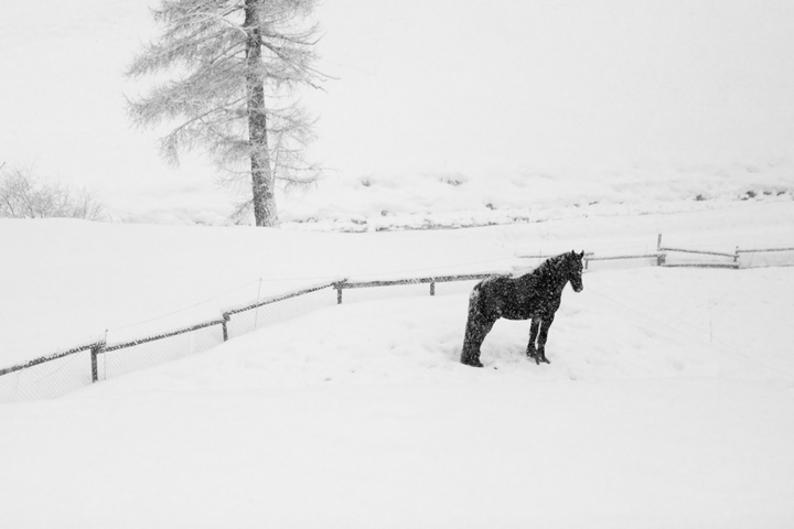 Environment is Important in Planning Your Equine Facility promo image