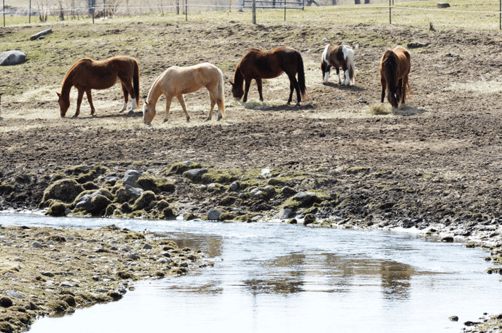 Environmental Best Practices for Horse Farm Owners promo image