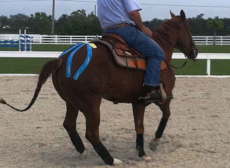 Equi-Taping Certification Schedule for 2016 promo image