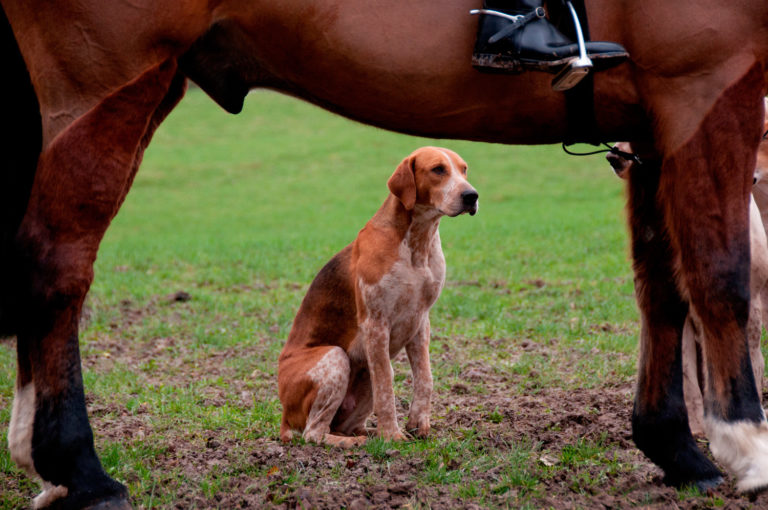 Equine Cutaneous Leishmaniasis Caused by a Protozoal Parasite promo image