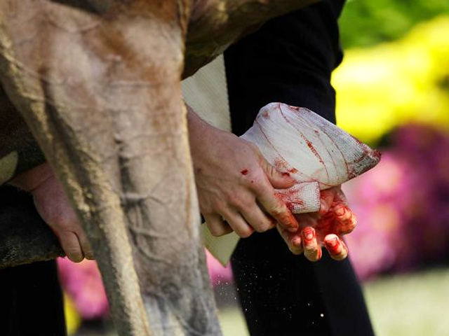 Equine Emergencies: Who’s In Charge? promo image