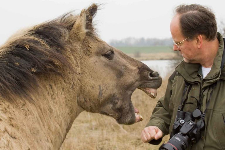 Equine Guelph Behavior and Safety eWorkshop promo image
