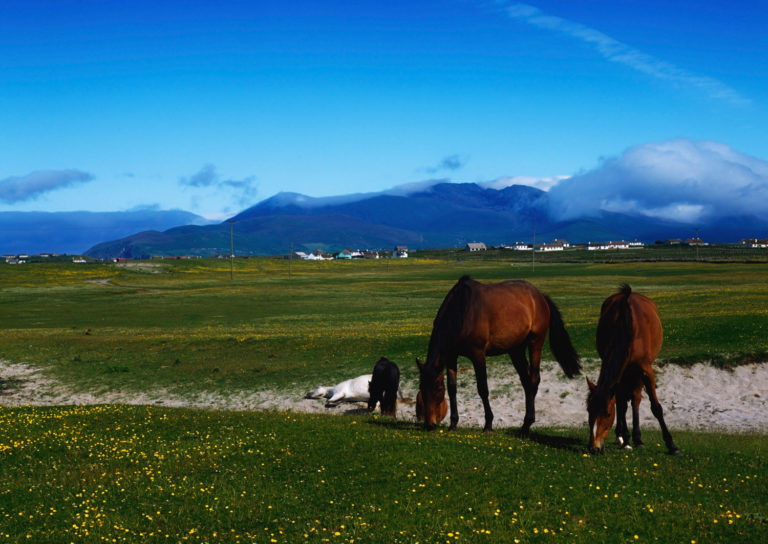 Equine Industry Poised for Growth,Third American Horse Publications Survey Shows promo image