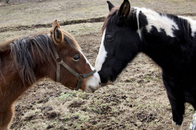 Equine Influenza: Use Biosecurity for Prevention of Disease Spread promo image