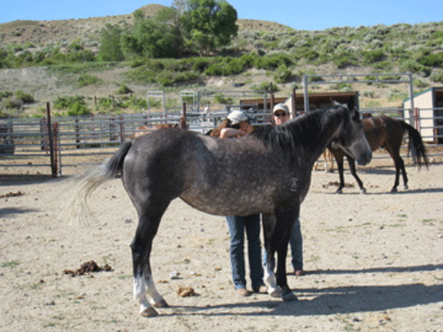 Equine Melanoma and the Nature of Malignancy promo image