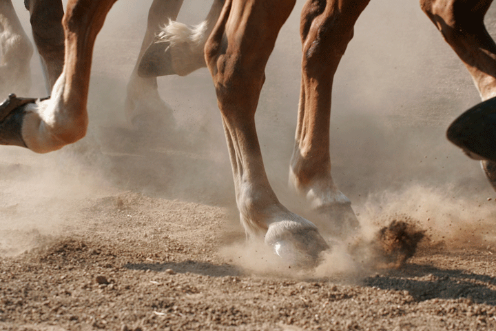 Equine Orthopedic Surgery, Advances and Applications promo image