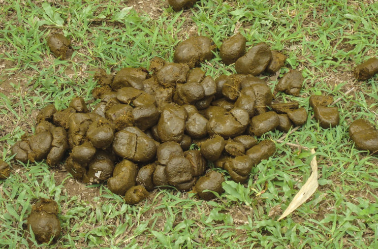 Equine Social Stress Plays a Role in the Development of Fecal Liquid promo image