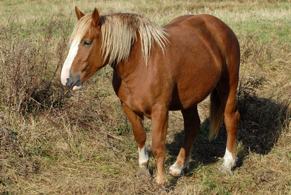 Equine Weight Management Surveys for Farriers, Owners and Veterinarians promo image