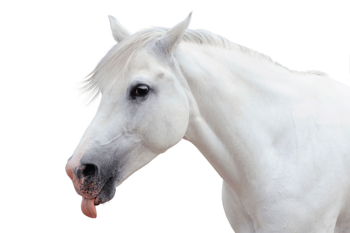 Facial Expressions Studied From Horses Tasting Sweet and Sour promo image