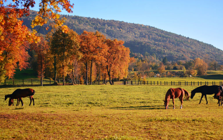 fall-pasture-autumn-horses-iStock-Corrado-Baratta-Photos-1264214029-1000