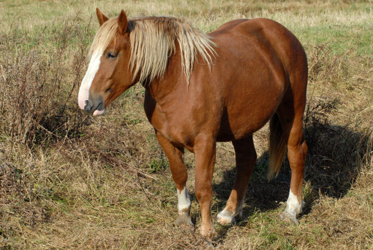 Fat Pads in Horses promo image