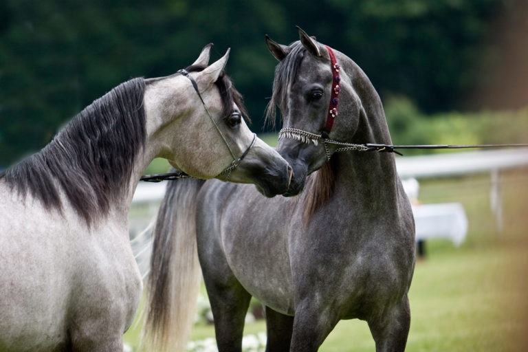 Feeding Breeding Stock for Fertility promo image