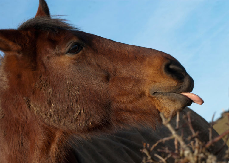 Feeding Changes for Stall-Bound Horses promo image