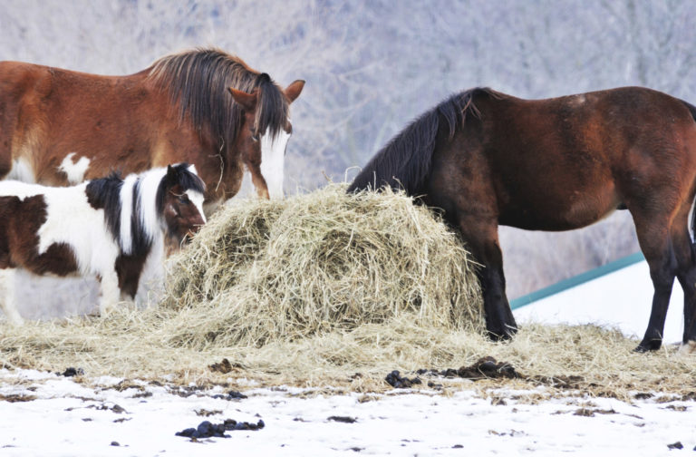 Feeding Hay on Ground vs