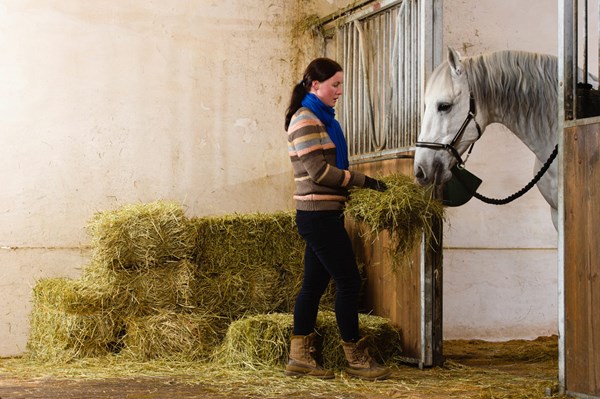 feeding-hay-to-horse-in-stall-1500