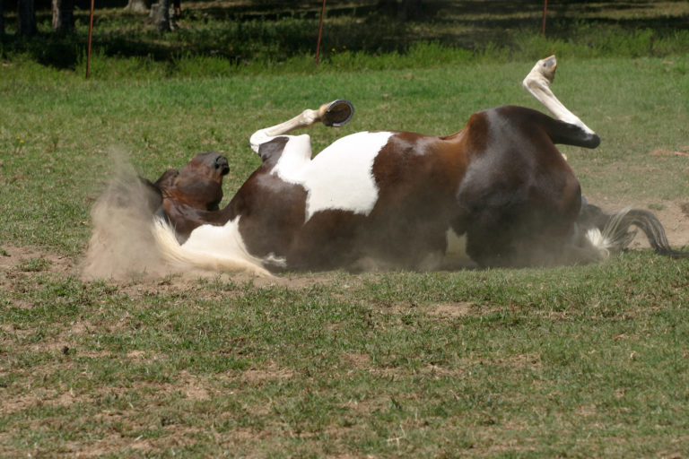 Feeding Horses After Colic Episodes promo image