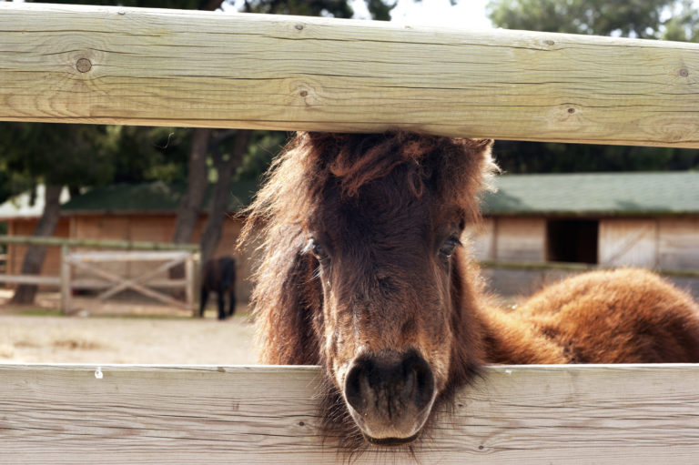 Feeding Horses for Energy, Not Obesity promo image