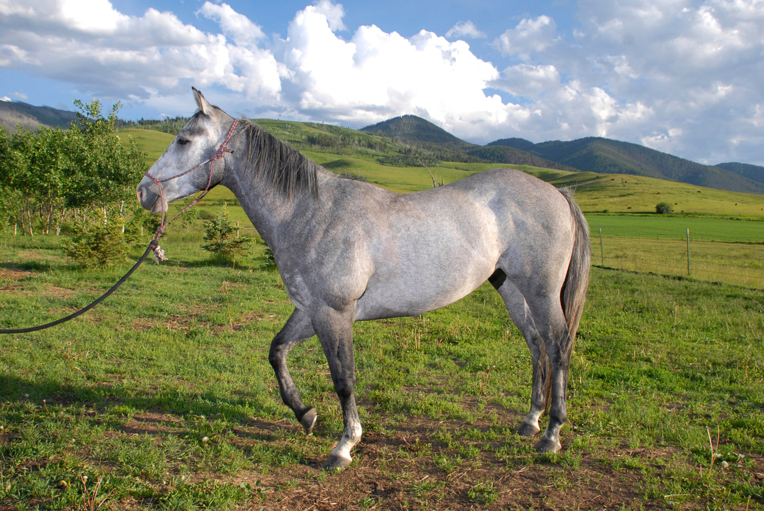 Feeding Horses with HYPP