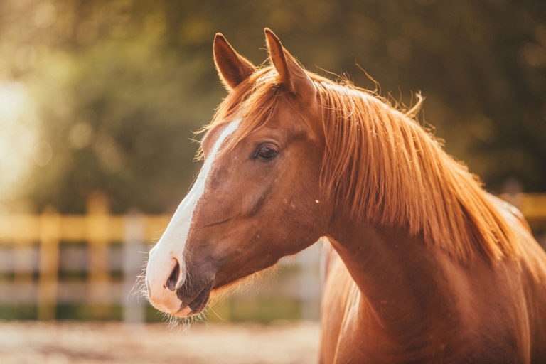 Feeding-horses-with-respiratory-issues-2400_web