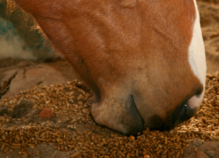 Feeding Method Can Change How Long it Takes Horses to Consume Feed promo image