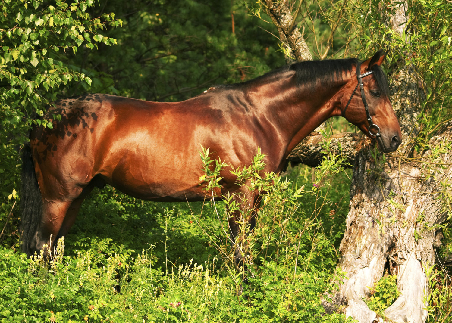 Feeding Supplemental Fat to Horses