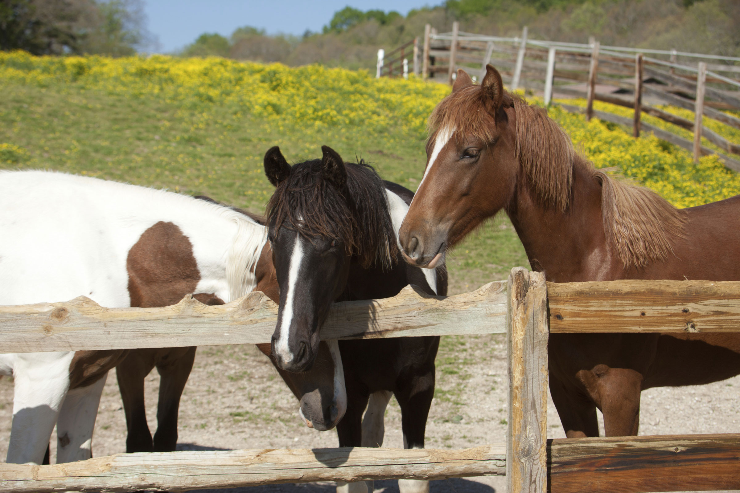 Protecting Wood Fencing from Chewing Horses