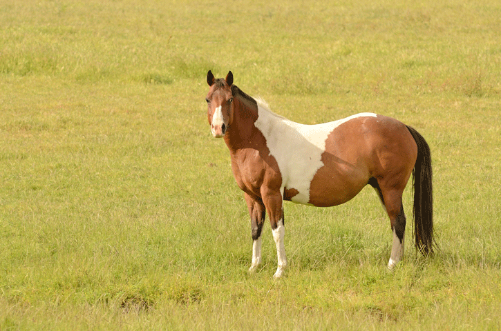Fetal Sexing: Is it a Colt or Filly? promo image