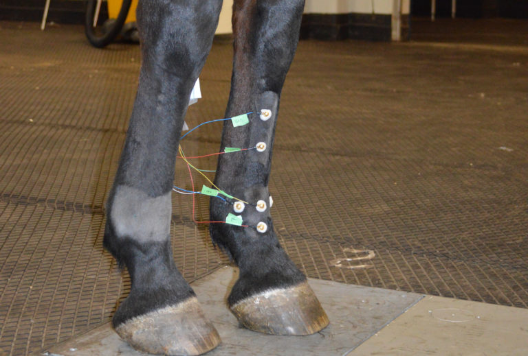 Findings Could Prove Helpful In Diagnosing Fetlock Injuries promo image