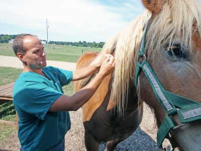 First 2013 Confirmed Case of EEE in a South Carolina Horse promo image