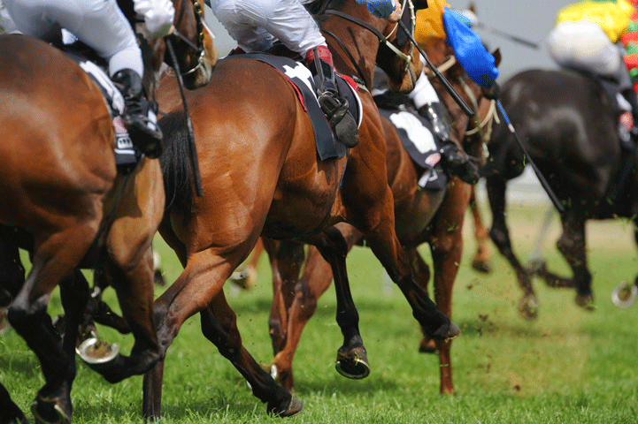 Five Cases of Neurologic Herpesvirus at Woodbine Racetrack promo image
