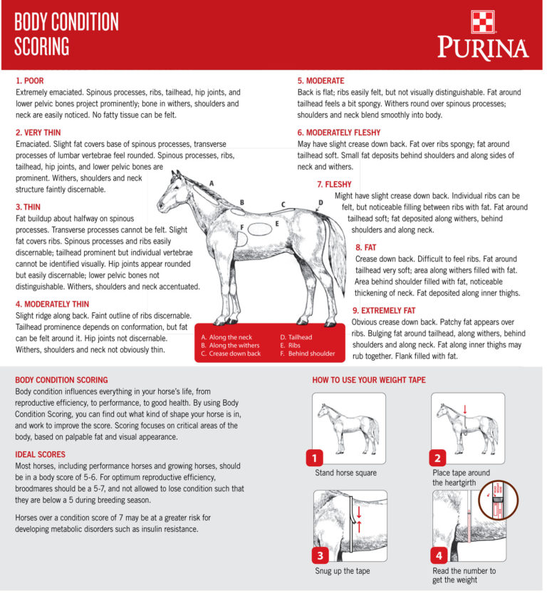 Five Tips for a Successful Spring Turnout promo image
