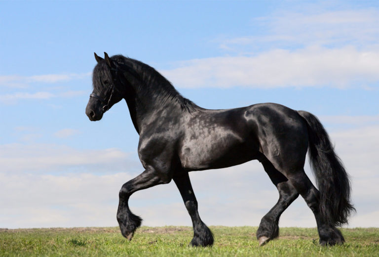 Five Tips for Feeding Horses to Reveal Dapples promo image