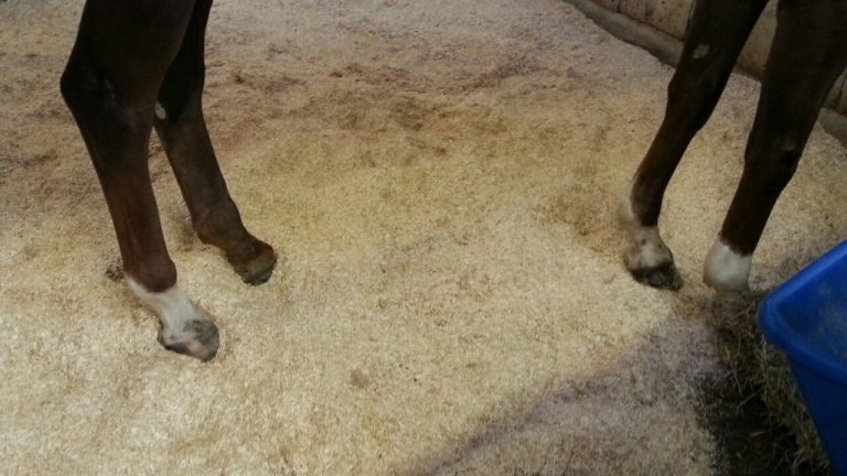 Flax Bedding USA Now On The Market for Horse Owners promo image