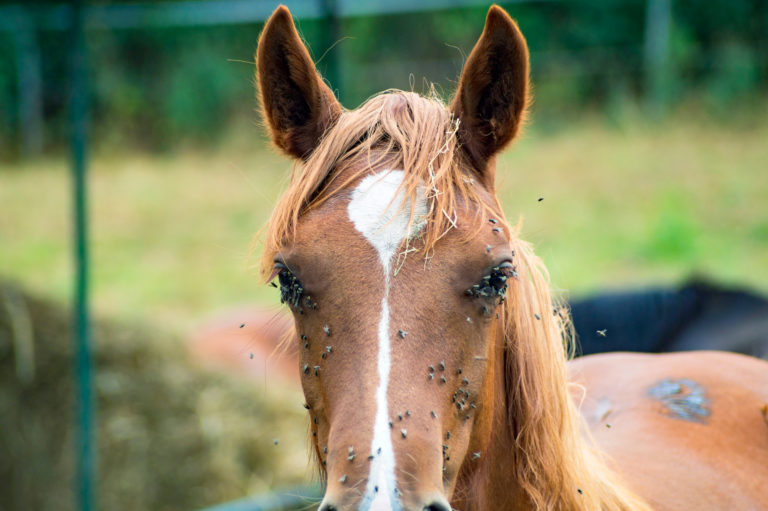 flies-covering-horse-face-iStock-credit-deepblue4you-1011104724-2400
