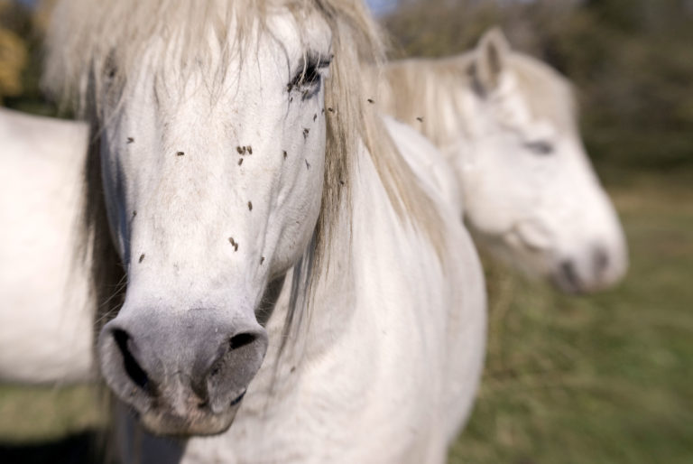 flies-face-gray-horses-photos
