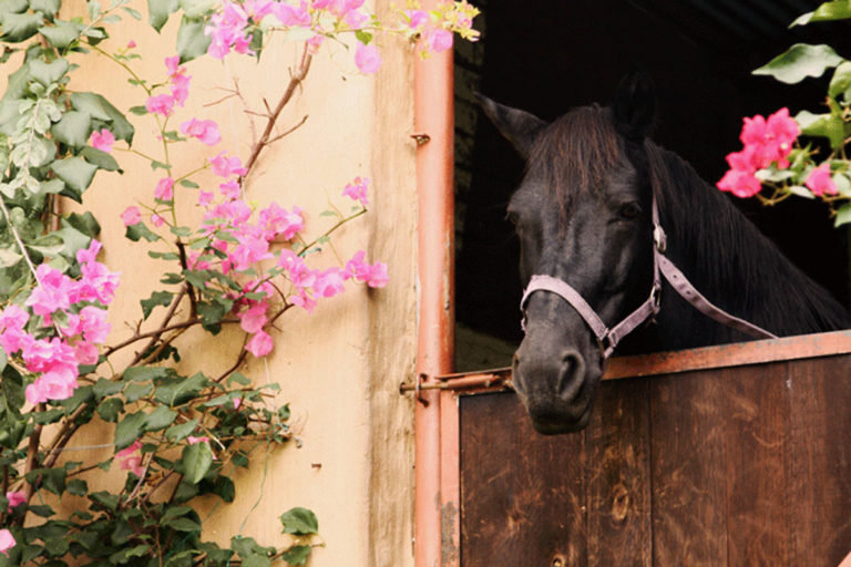 flowers-horse-in-stall-1200-photos