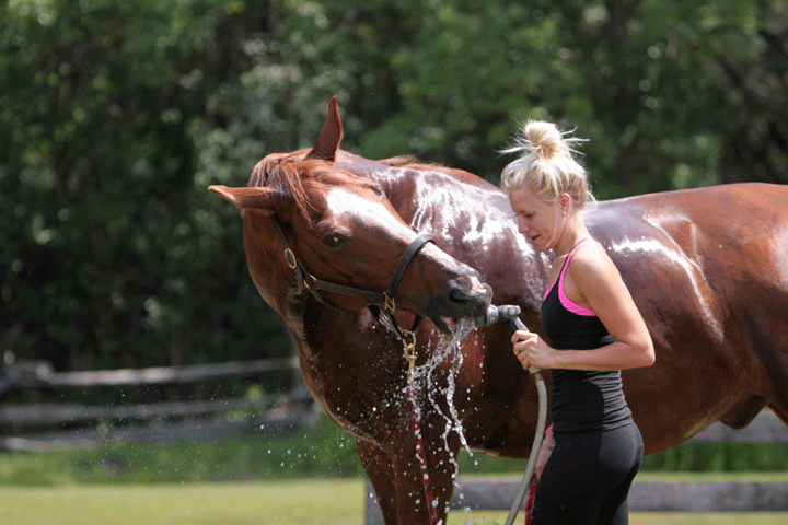 Fluoridated Water and Horses promo image