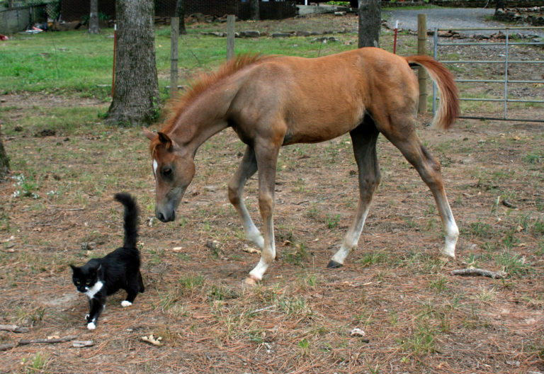 foal-following-black-and-white-cat-2400