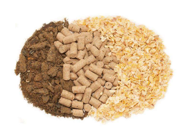 Food Allergy Testing in Horses promo image