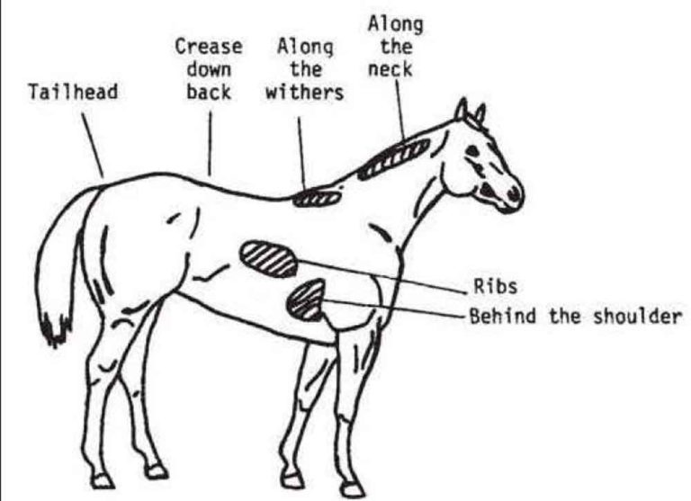 Four Methods to Determine if Your Horse is Overweight promo image