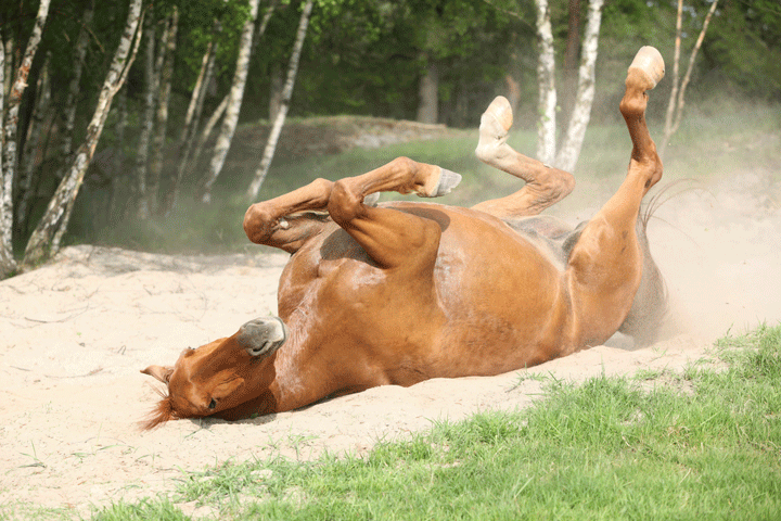 Free University of Guelph Colic Risk Rater promo image