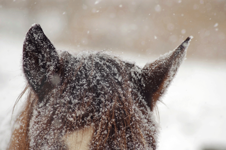 Get Your Barn Ready For Winter promo image