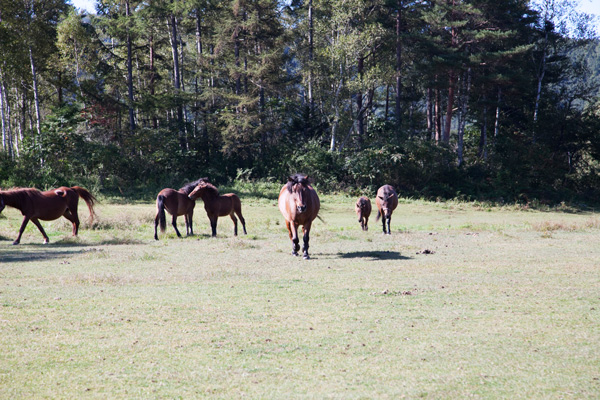 Getting the Most From Your Horse Pastures Through Soil Testing promo image