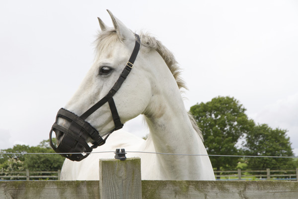 Giving Muzzled Horses a "Grazing Break" is a Bad Idea promo image